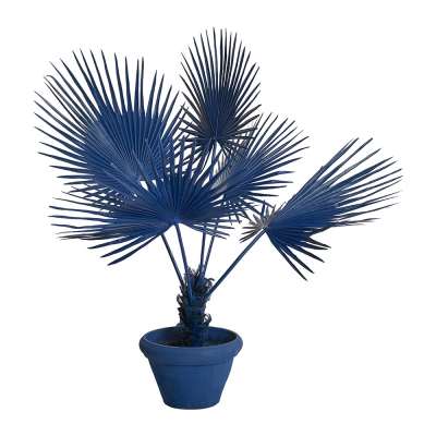 Pols Potten - Fan Palm in Pot - Dark Blue