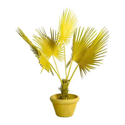 Pols Potten - Fan Palm in Pot - Yellow