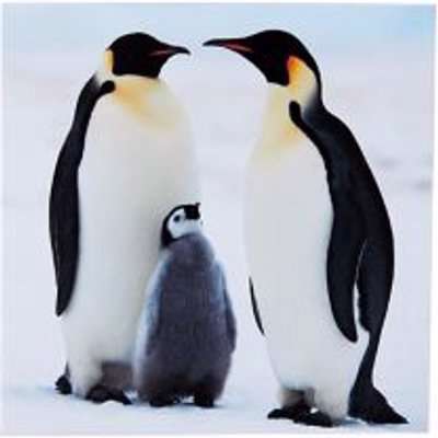 Shelter Penguins Christmas Card, Pack Of 10