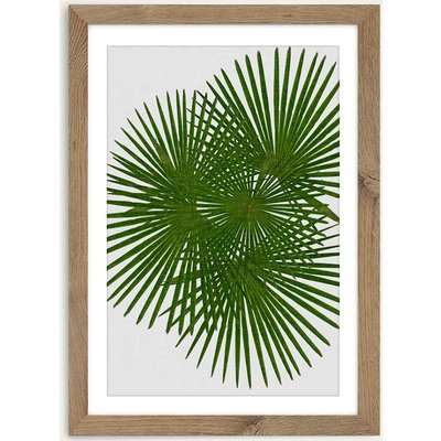 Fan Palm Art Print Oak Frame