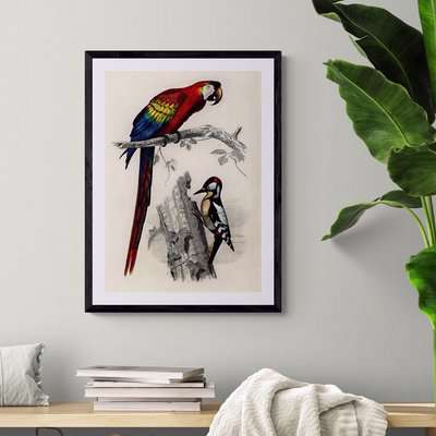 Parrot and Woodpecker Bird illustration retro vintage animal wall art print framed and unframed A4