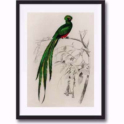 Tropical Green Bird illustration retro vintage animal wall art print framed and unframed A4