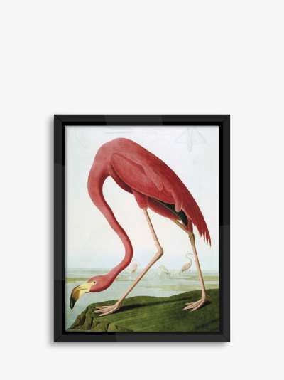 John James Audubon - Flamingo Framed Print, 86 x 66cm, Pink