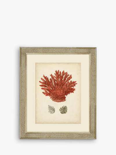 Red Coral III - Framed Print & Mount, 60 x 50cm, Red