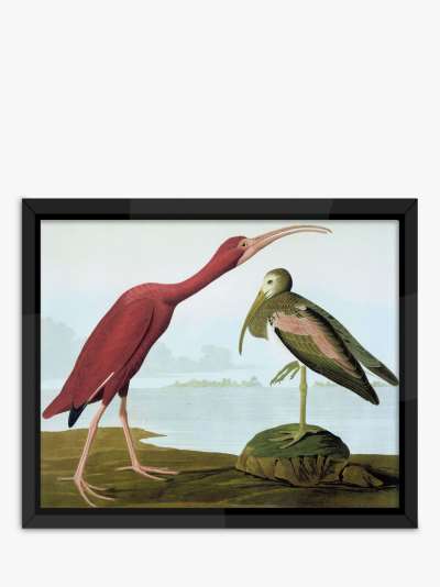 John James Audubon - 'Tropical Bird I' Framed Print, 56 x 46cm, Multi