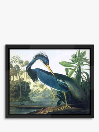 John James Audubon - 'Tropical Bird II' Framed Print, 56 x 46cm, Blue