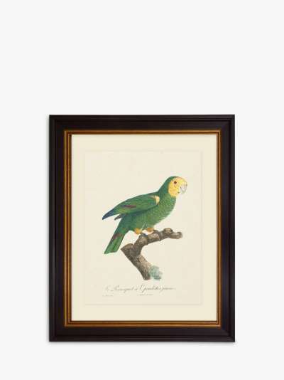 Tropical Bird III - Framed Print & Mount, 60 x 50cm, Green