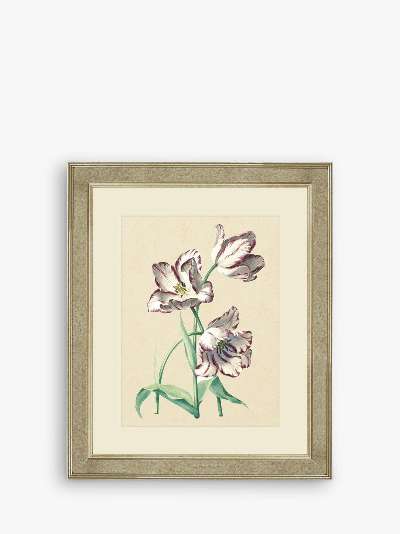 Tulips IV - Framed Print & Mount, 60 x 50cm, Multi