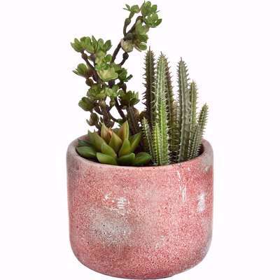 25cm Artificial Potted Cacti and Succulent
