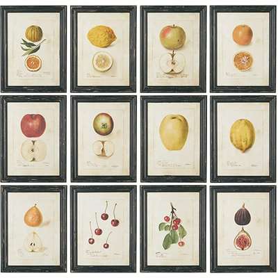 Anatomical Fruit Framed Prints, Set of 12 - Black