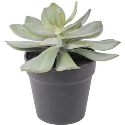 Libra Faux Succulent In Pot
